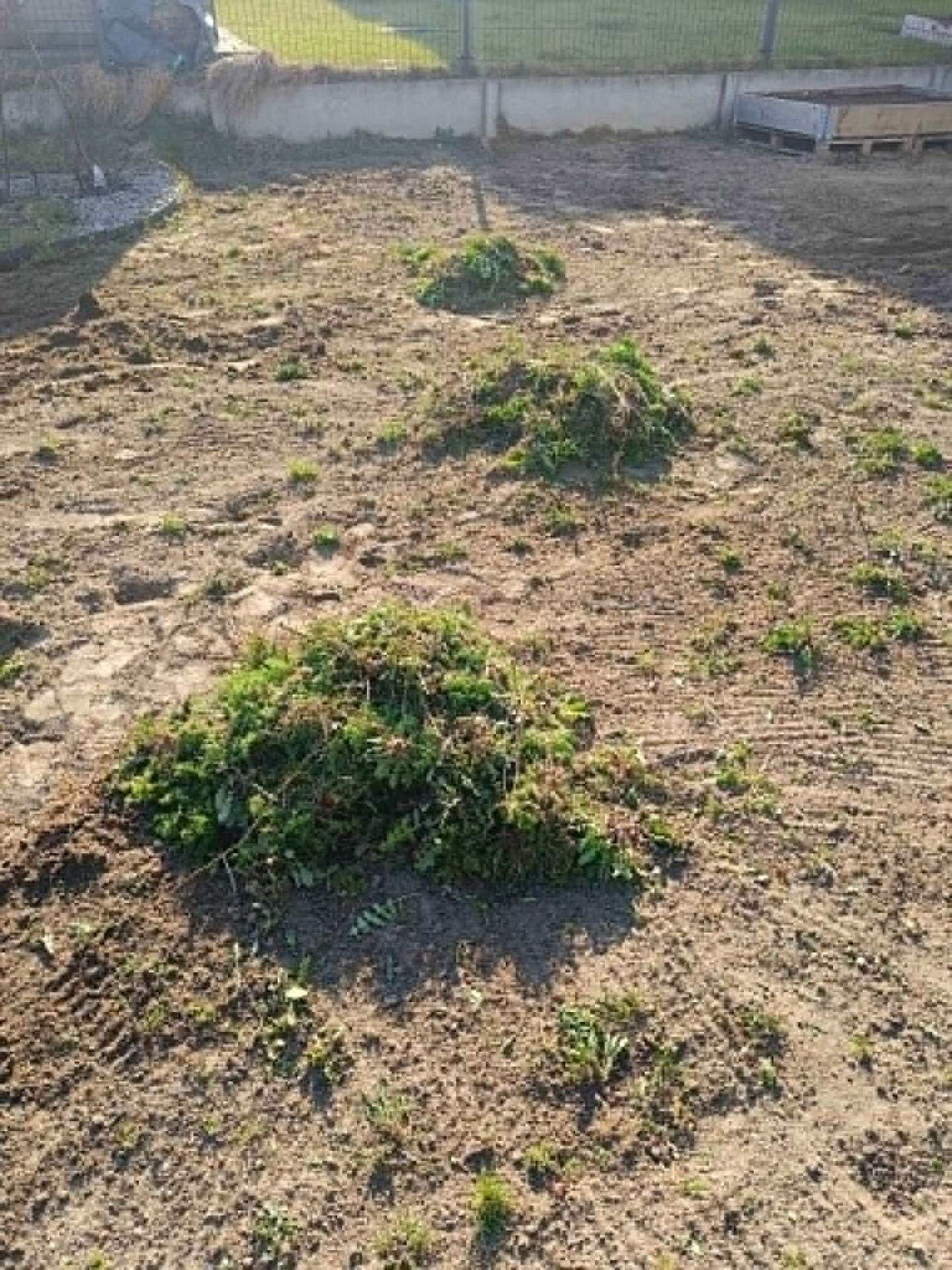 Uprzątnięcie terenu po wykarczowaniu